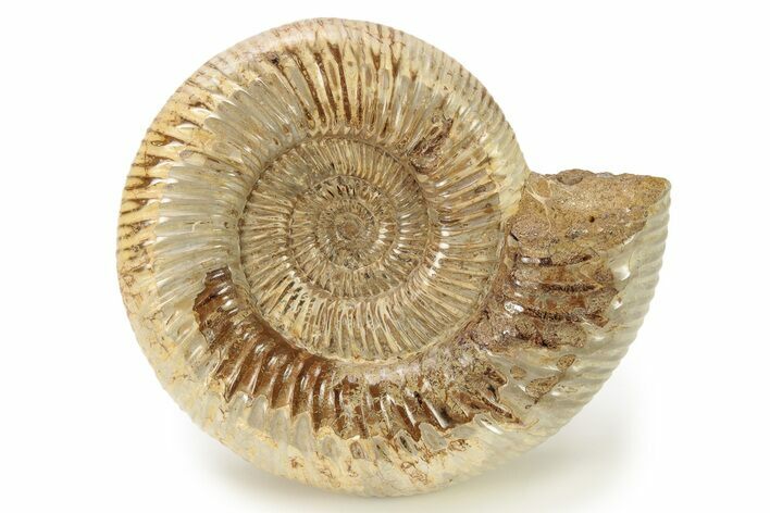 Polished Jurassic Ammonite (Perisphinctes) - Madagascar #270952